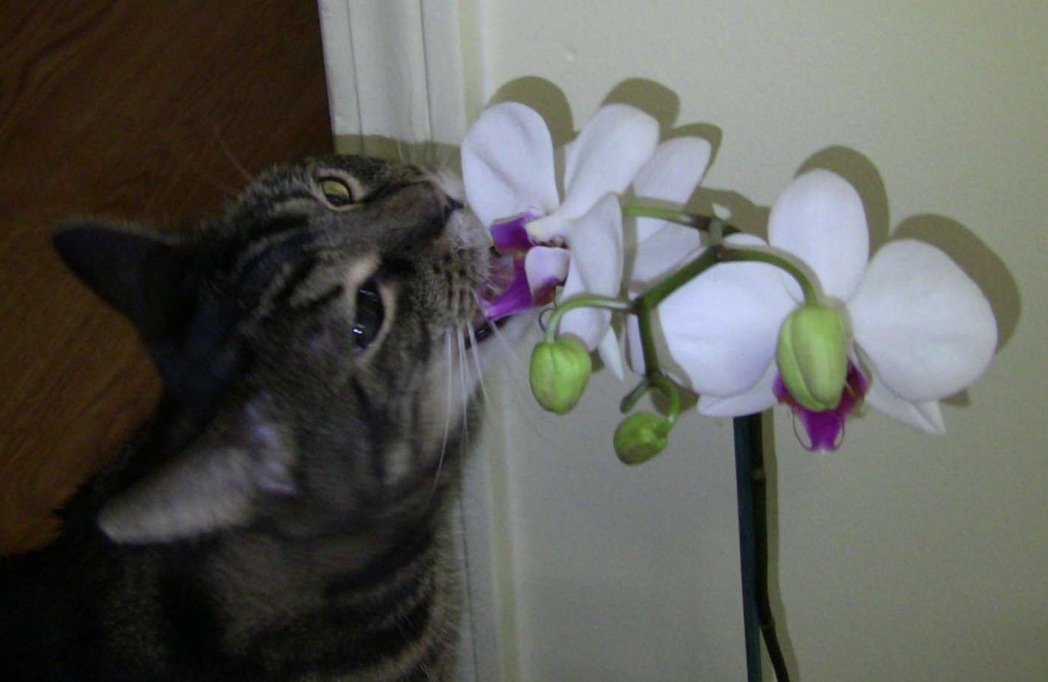 what flowers are safe for cats