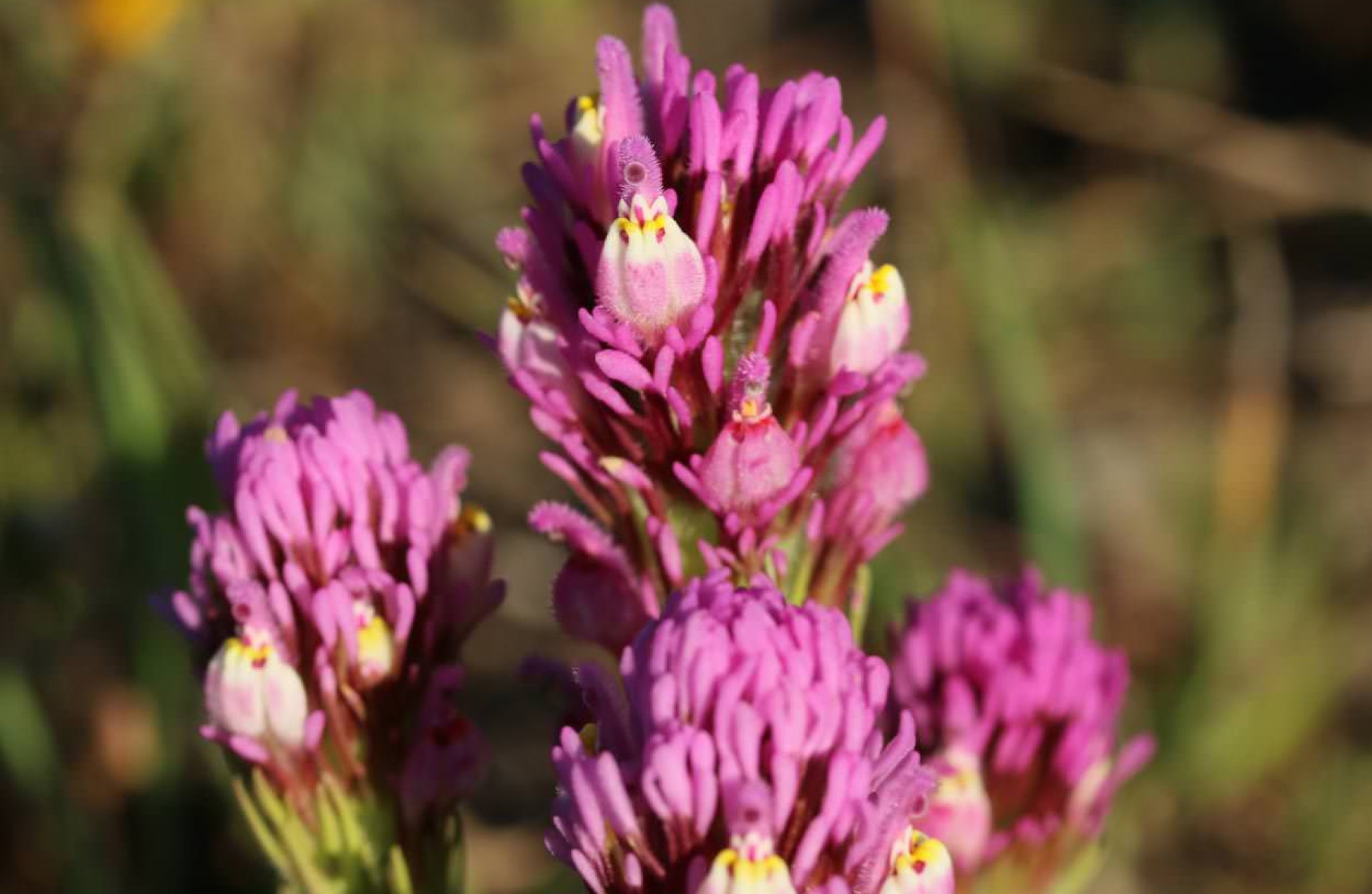 owl's clover | Flowers That Start With O