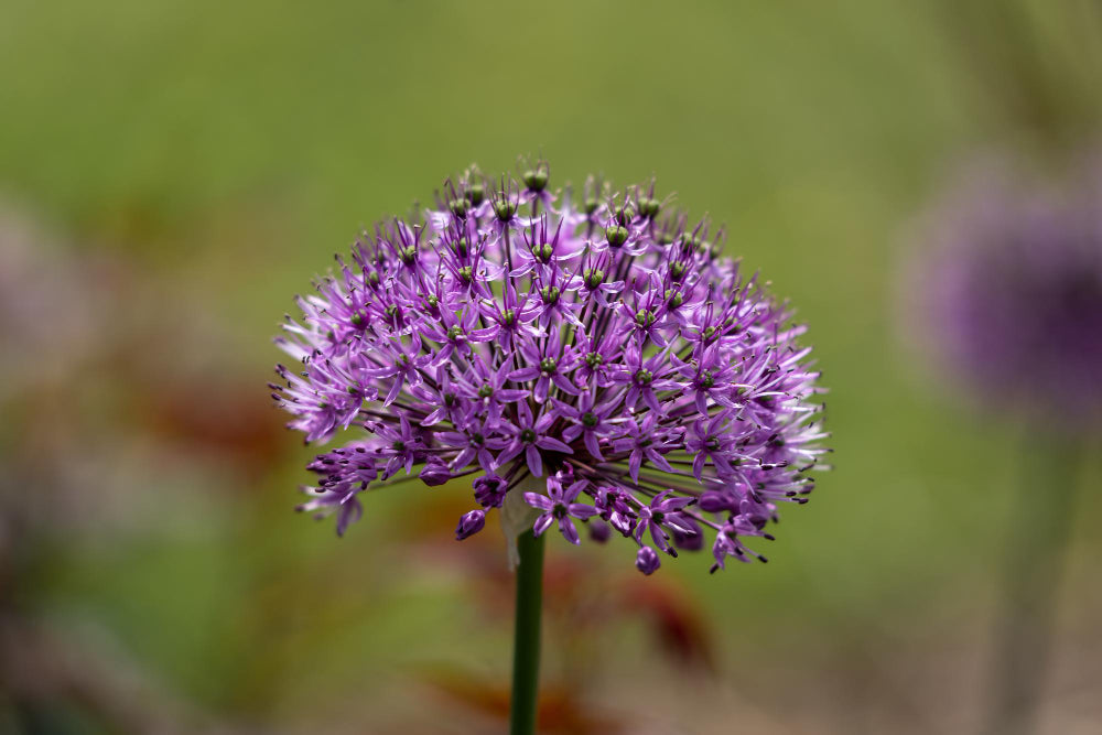 Allium flowers that start with a