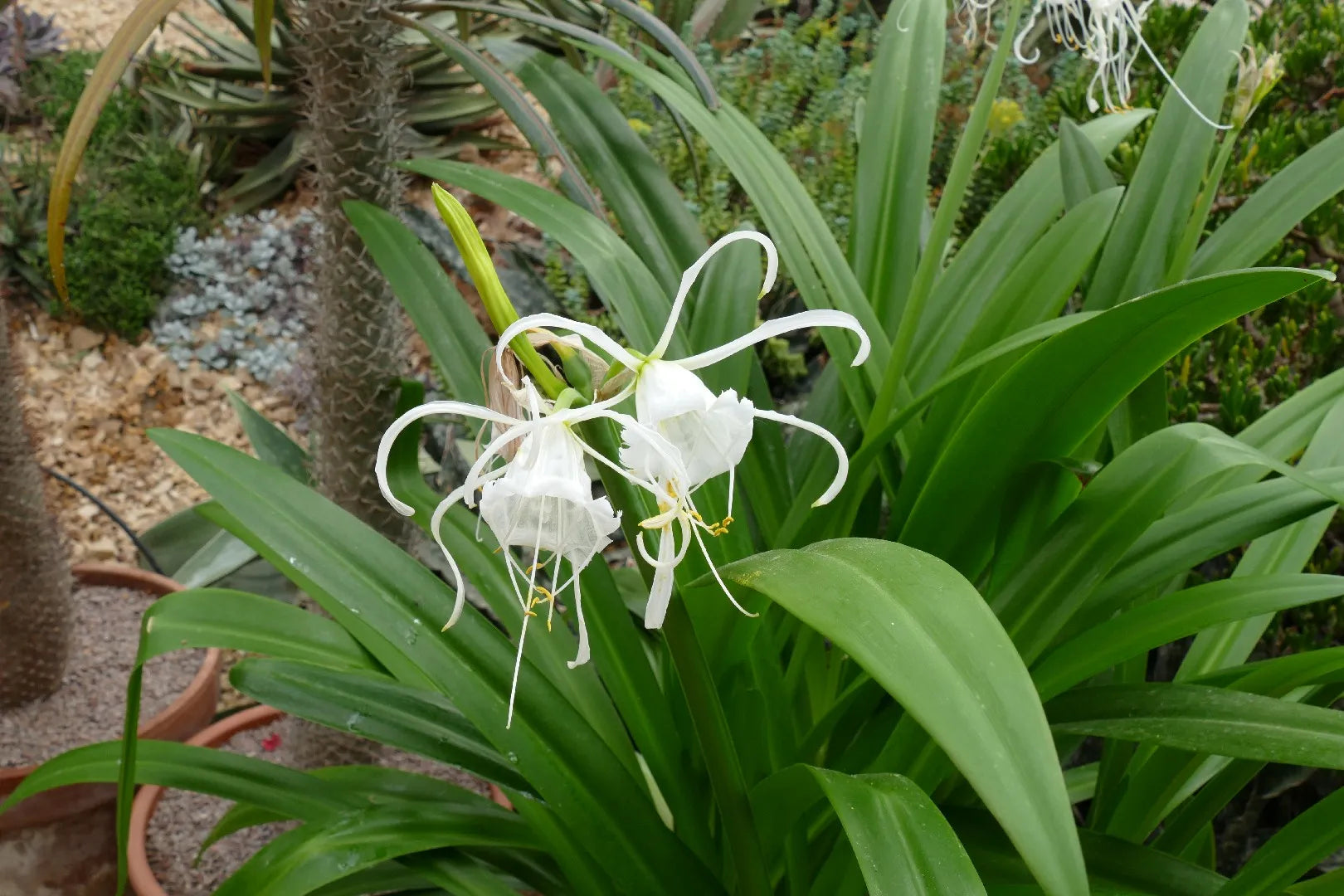 Flowers That Start with I Ismene (Peruvian Daffodil)