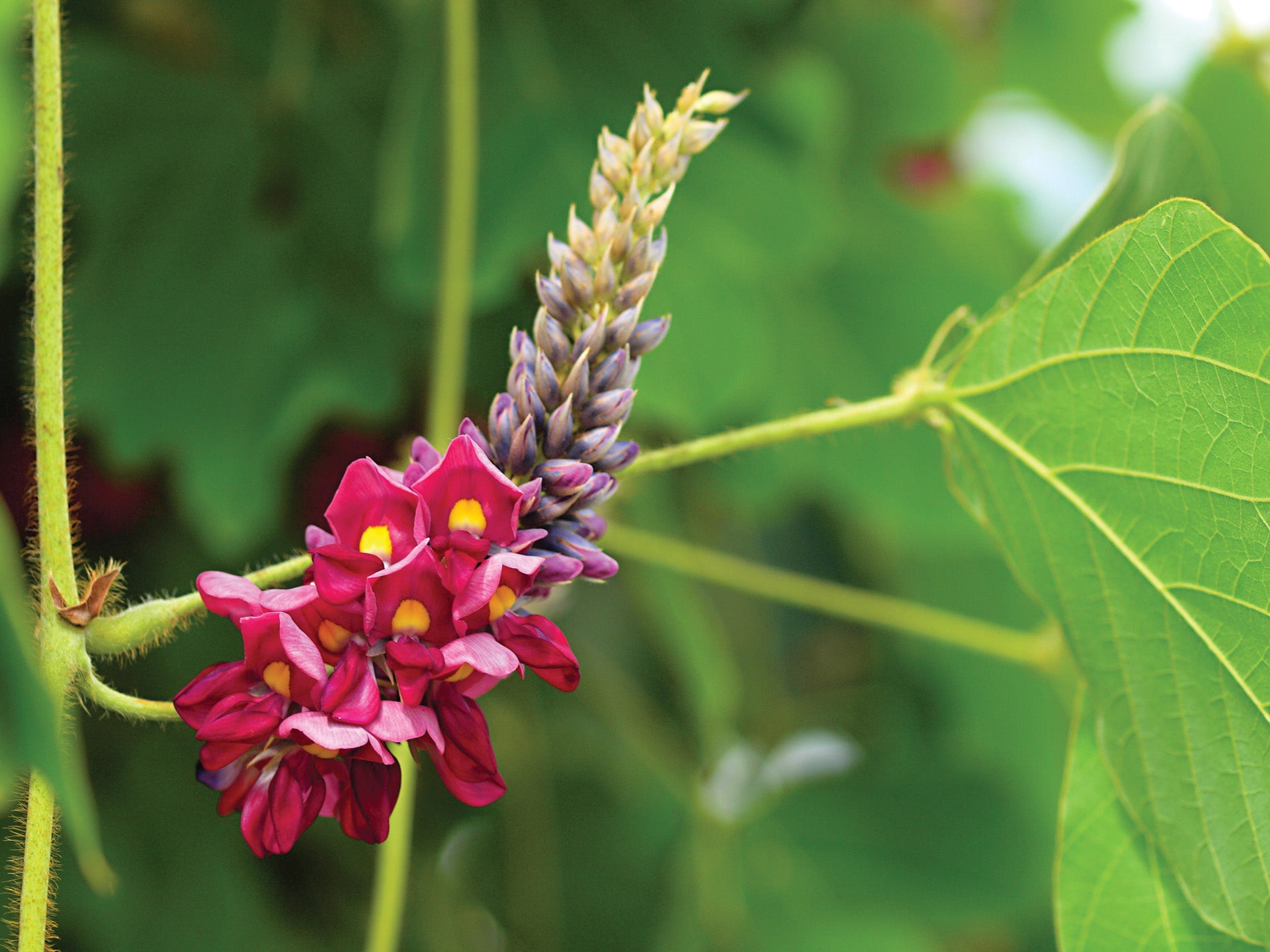 Kudzu Flowers That Start with K