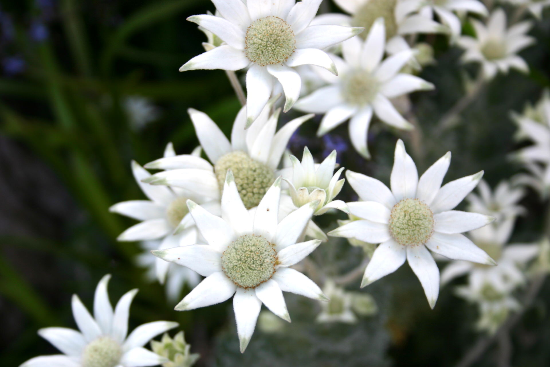 Flannel Flower Flowers That Start with F