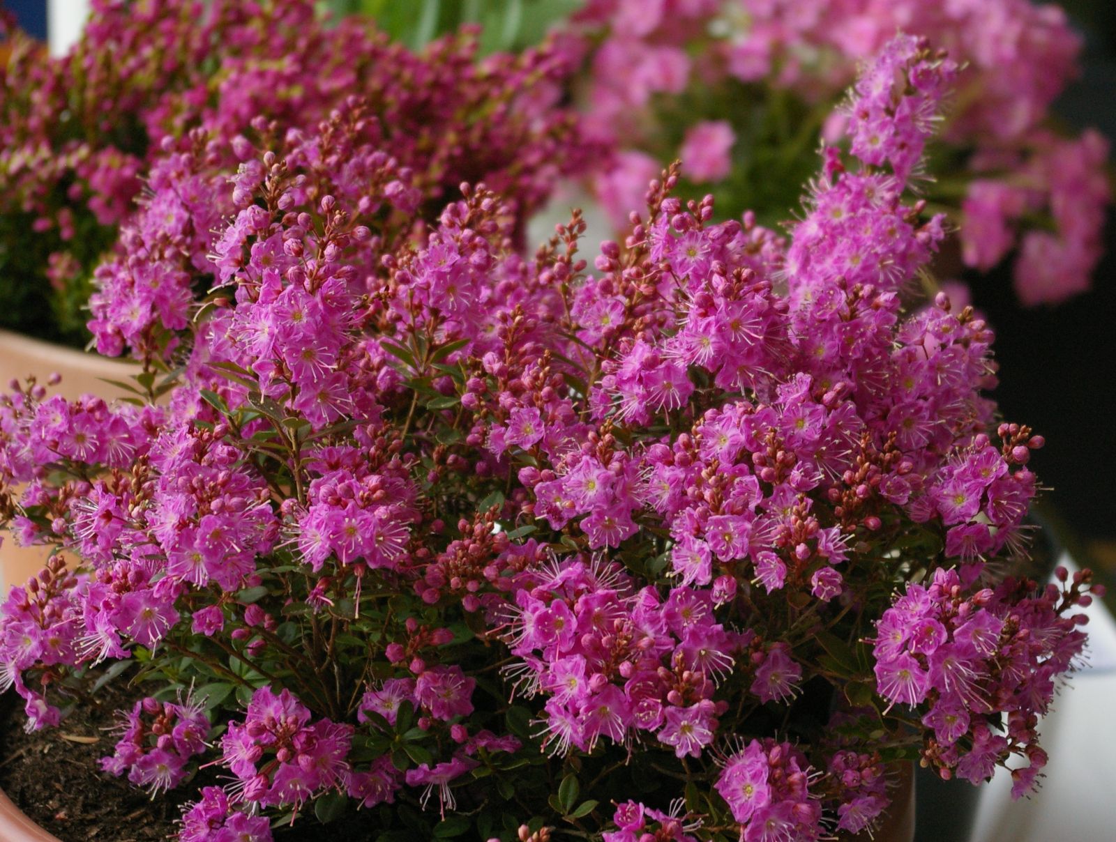 Kalmiopsis Flowers That Start with K