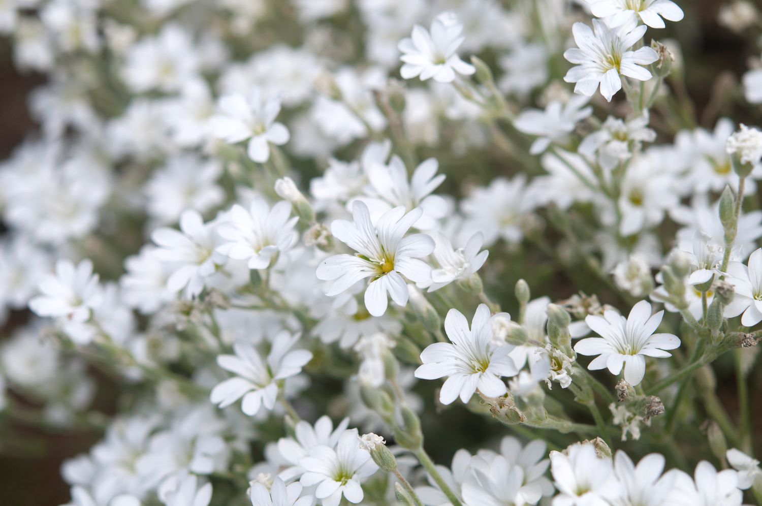 Snow-in-Summer (Cerastium tomentosum) Flowers that Start with S