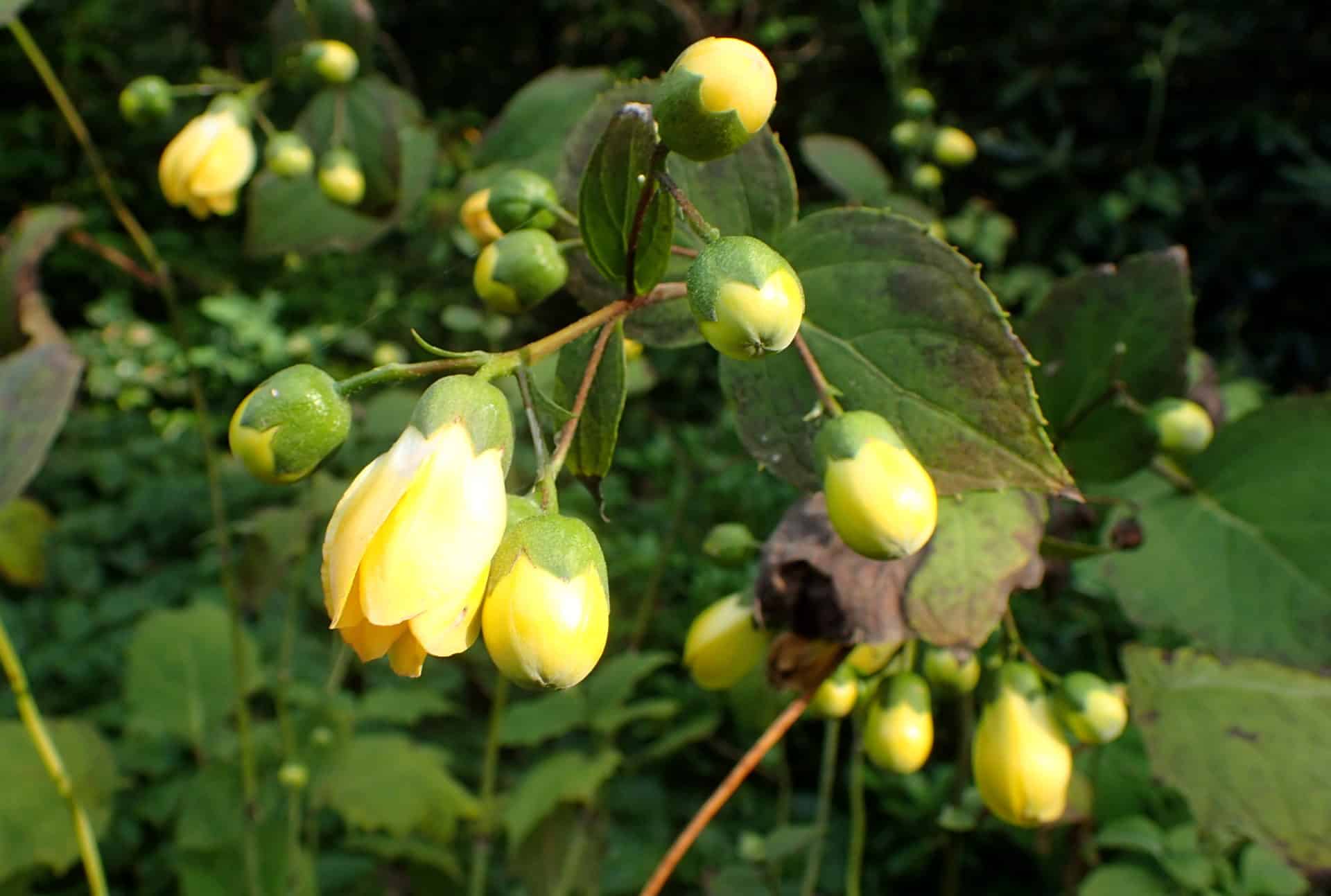 Hypericum Flowers That Start With H