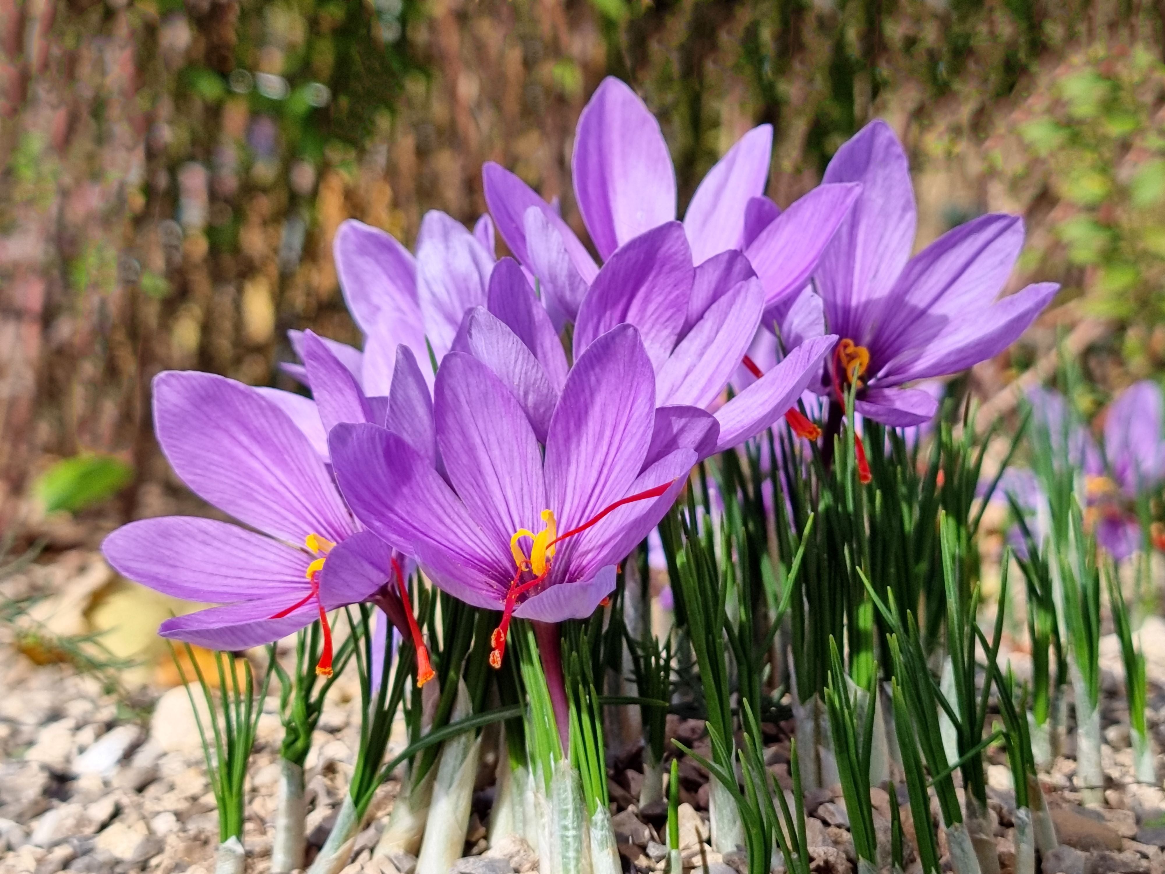 Flowers that Start with S Saffron Crocus (Crocus sativus)