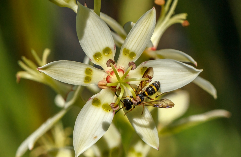 Flowers that Start with Z