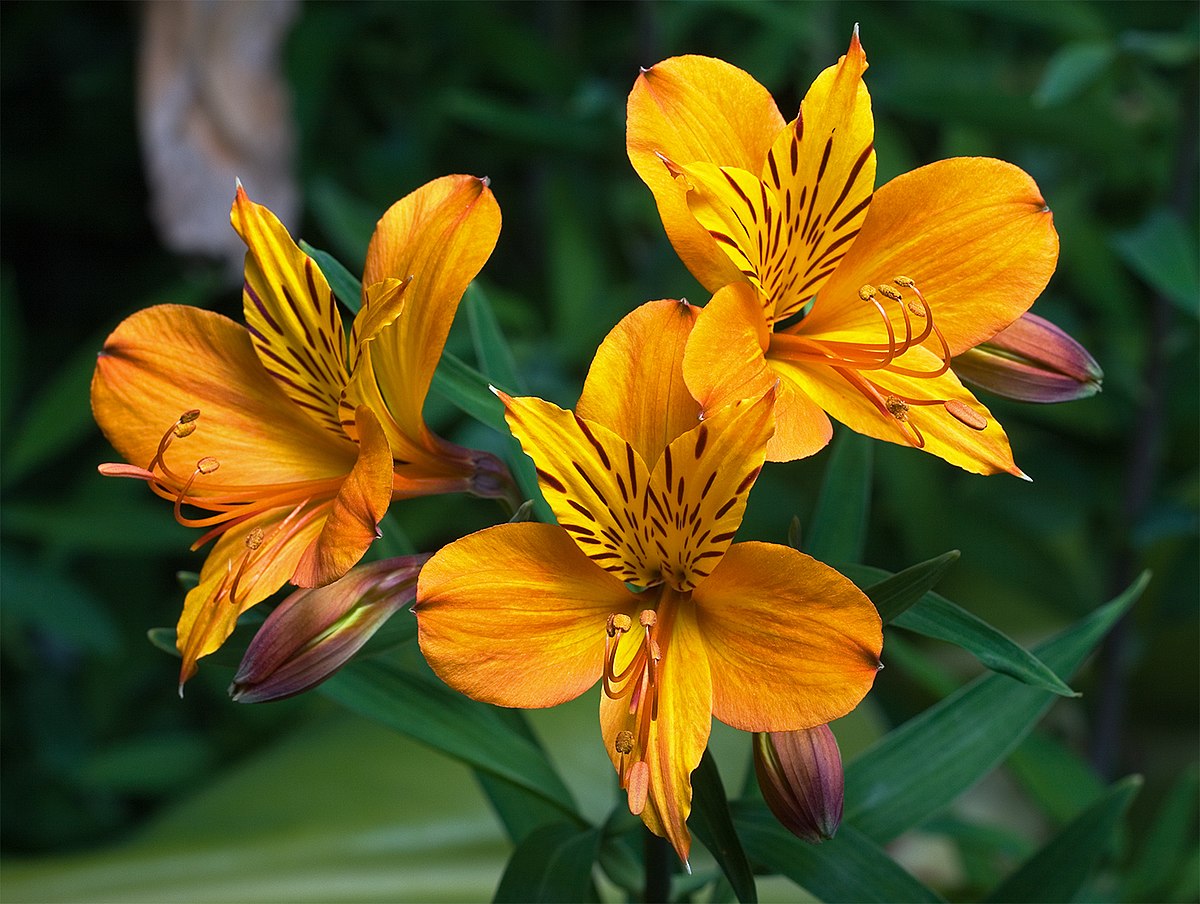 14. Alstroemeria