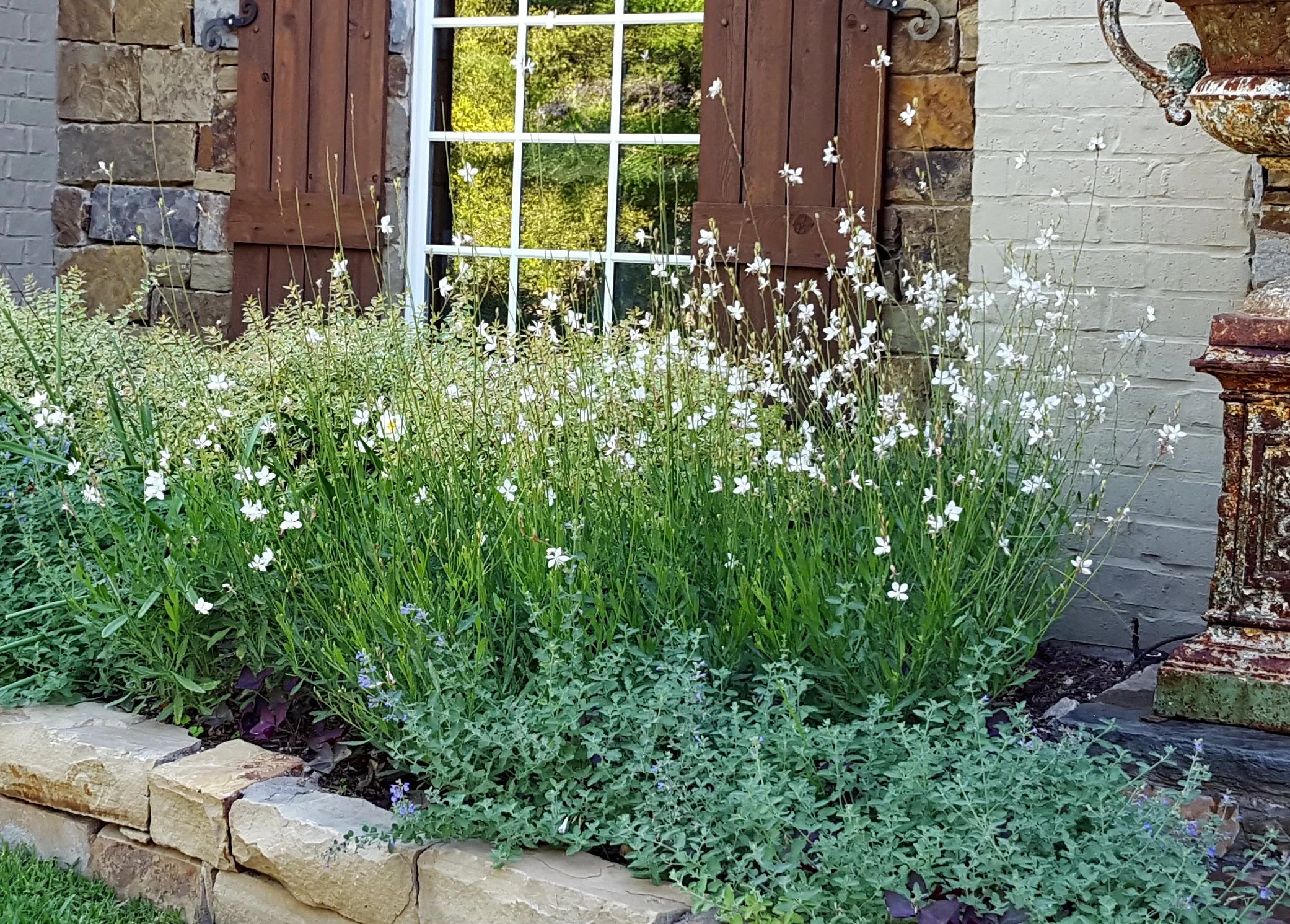 Flowers That Start with G Gaura