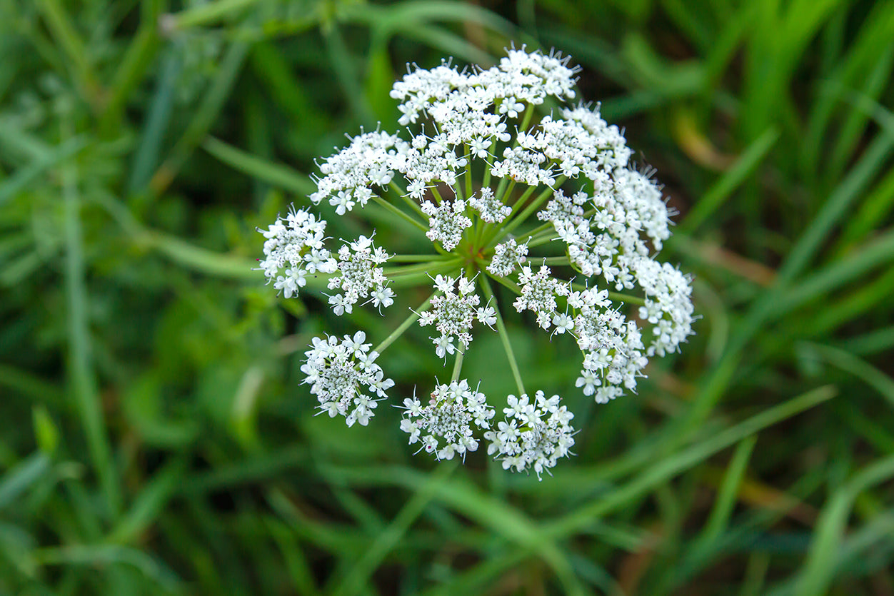 Hemlock Flowers That Start With H