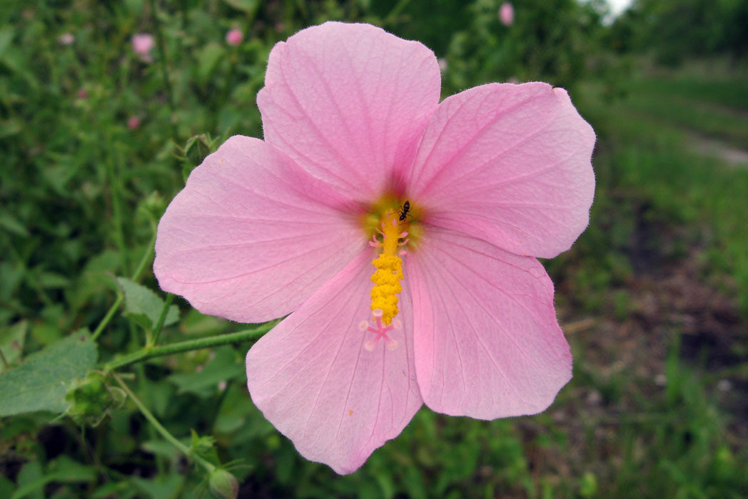 Kosteletzkya virginica Flowers That Start with K