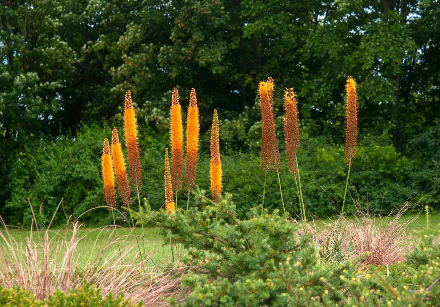 Foxtail Lily Flowers That Start with F