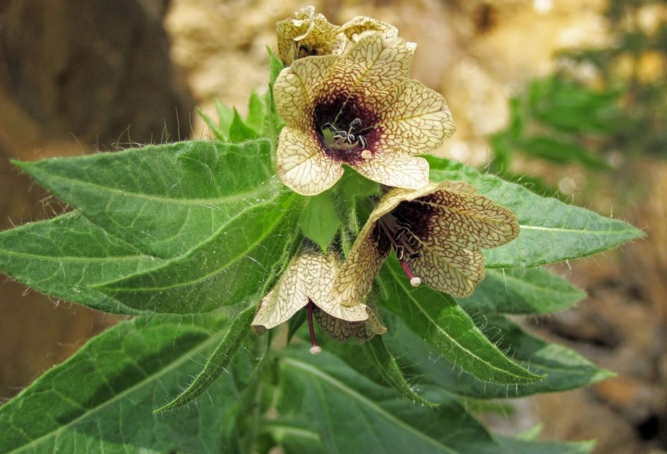 Henbane Flowers That Start With H