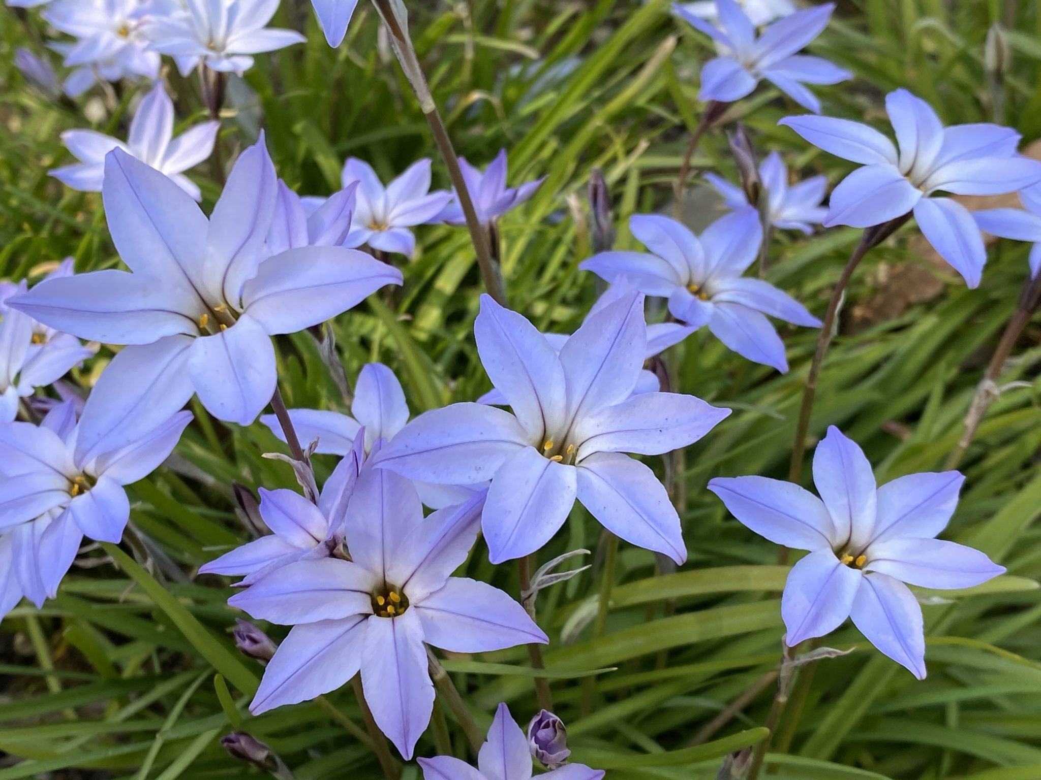 Ipheion (Spring Starflower) Flowers That Start with I