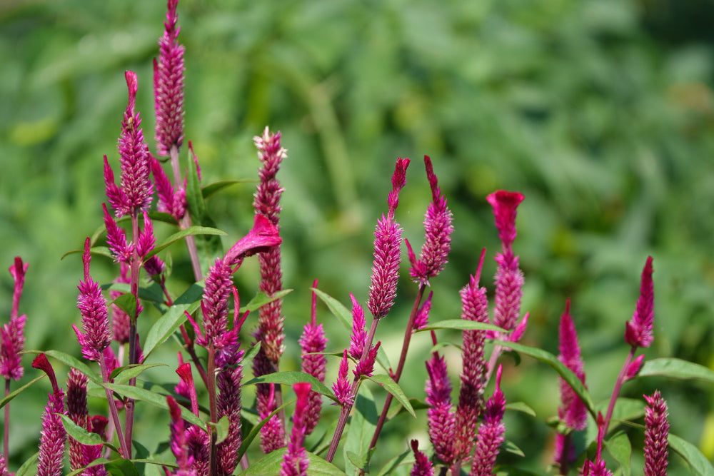 Amaranthus hypochondriacus flowers that start with a