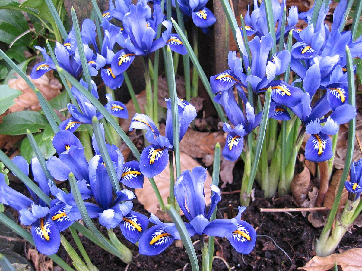 Iris reticulata (Netted Iris) Flowers That Start with I