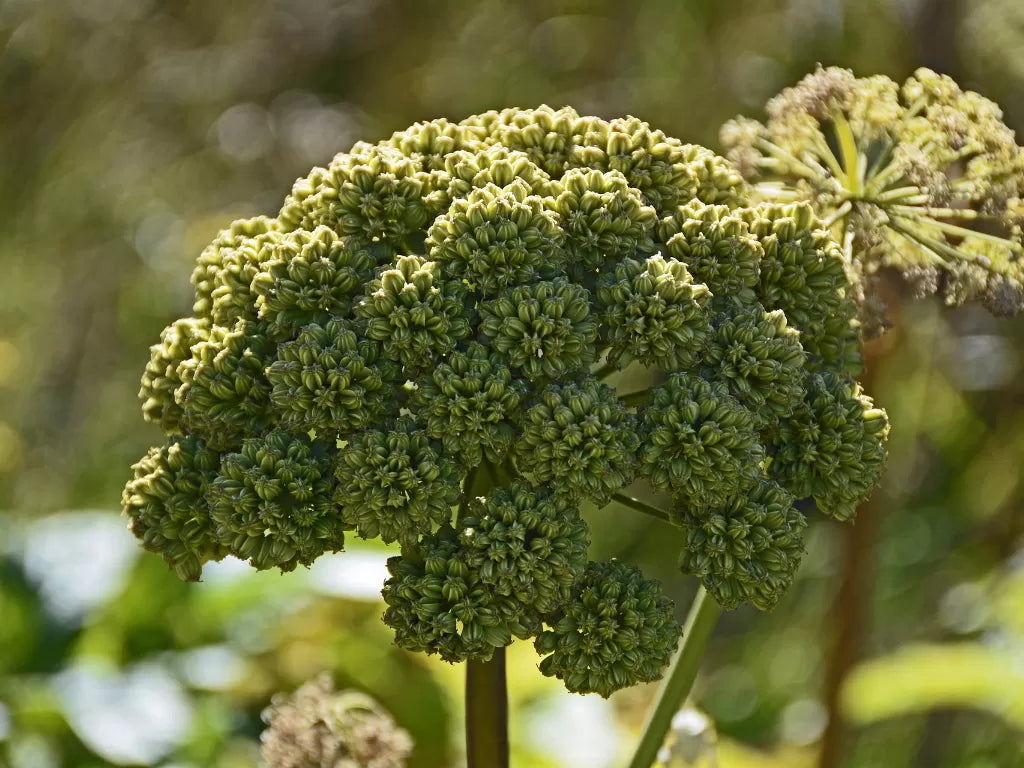 flowers that start with a Angelica