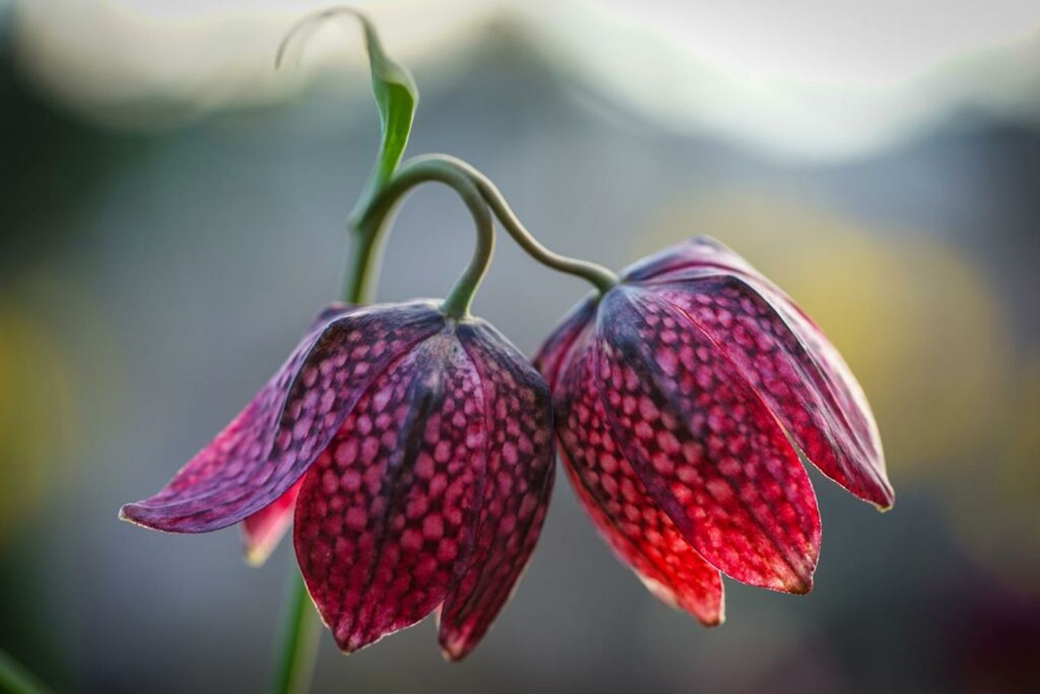 Fritillary Flowers That Start with F