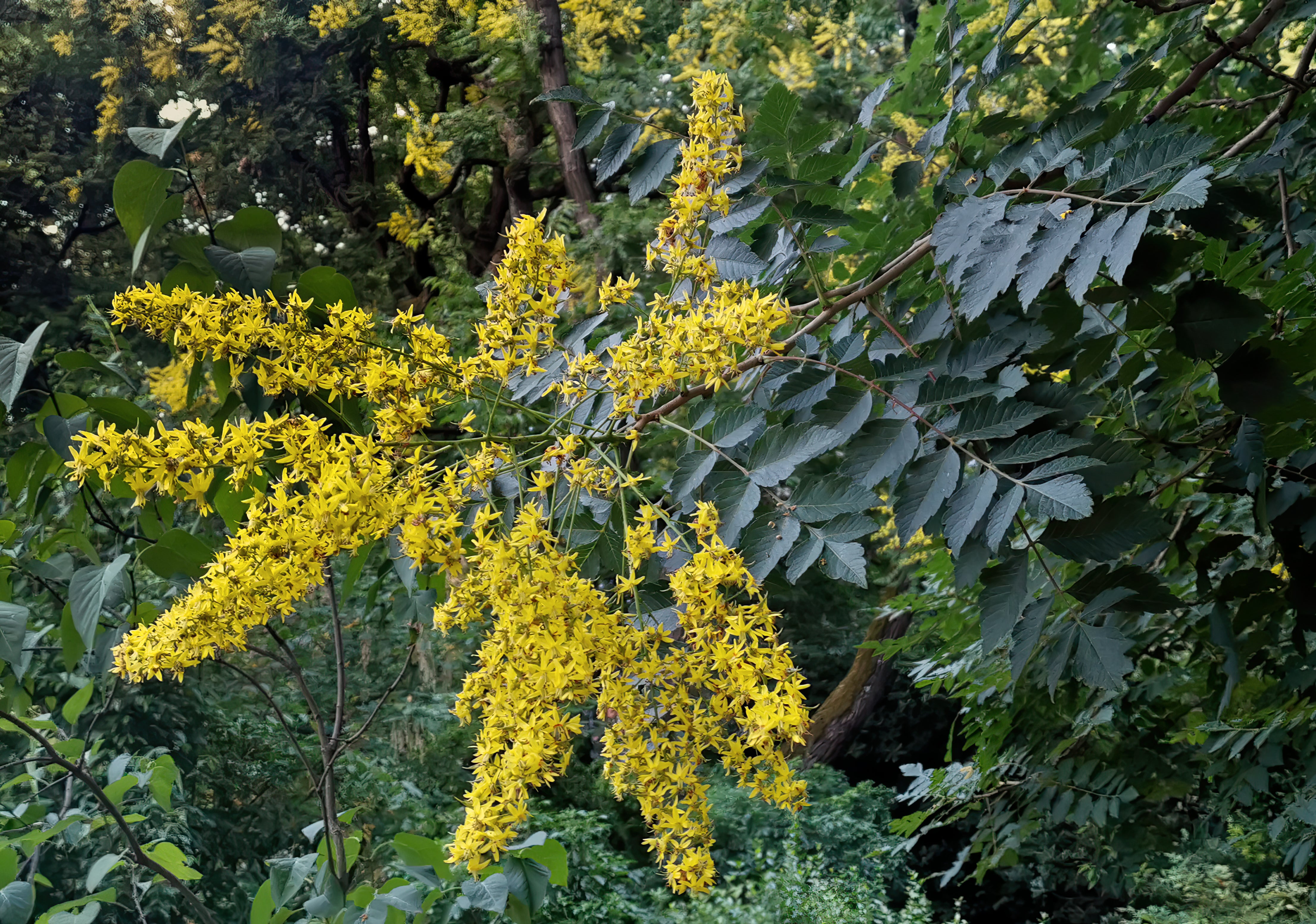 Flowers That Start with K Koelreuteria paniculata (Golden Rain Tree)