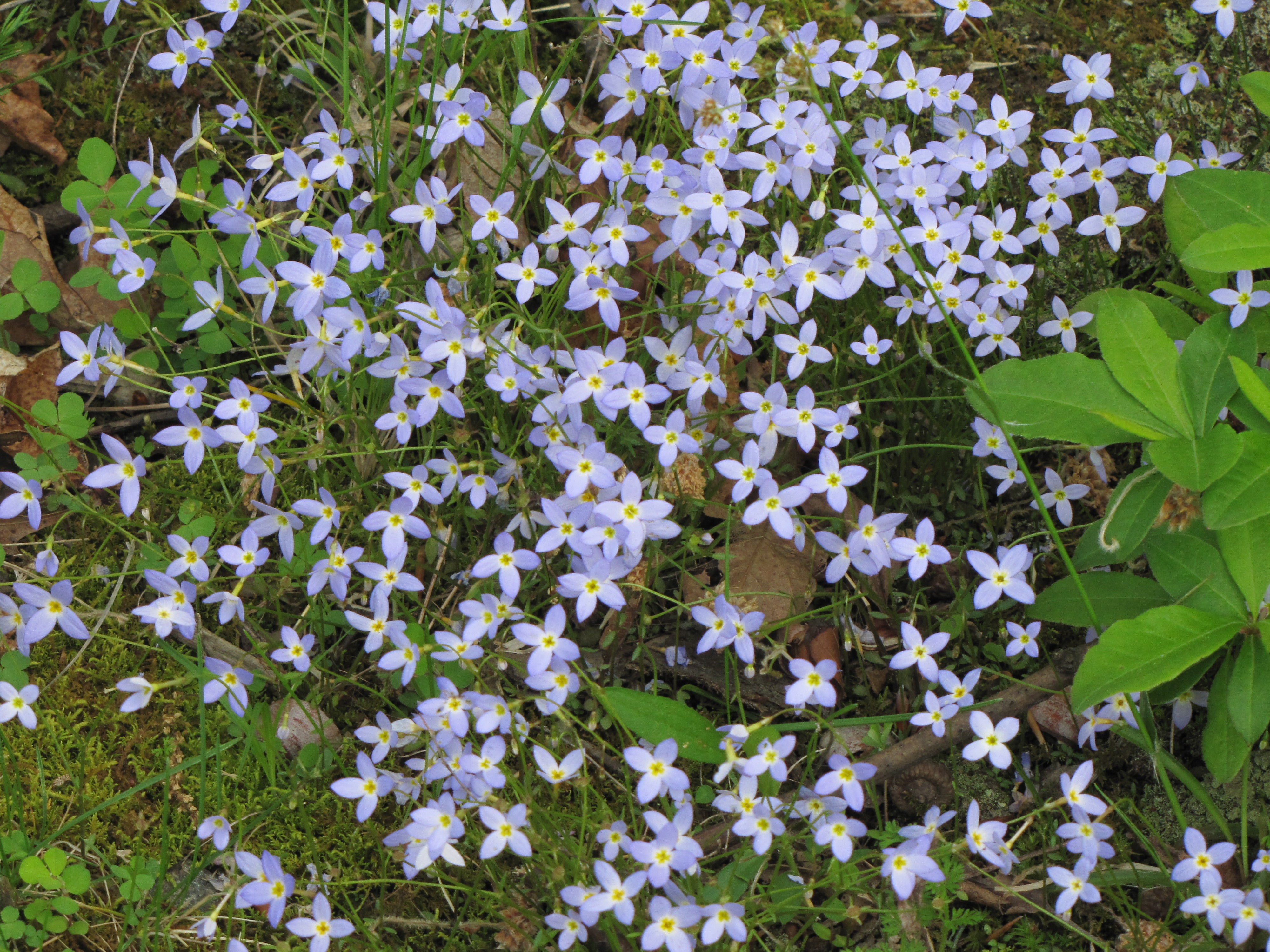 Flowers That Start With H Houstonia