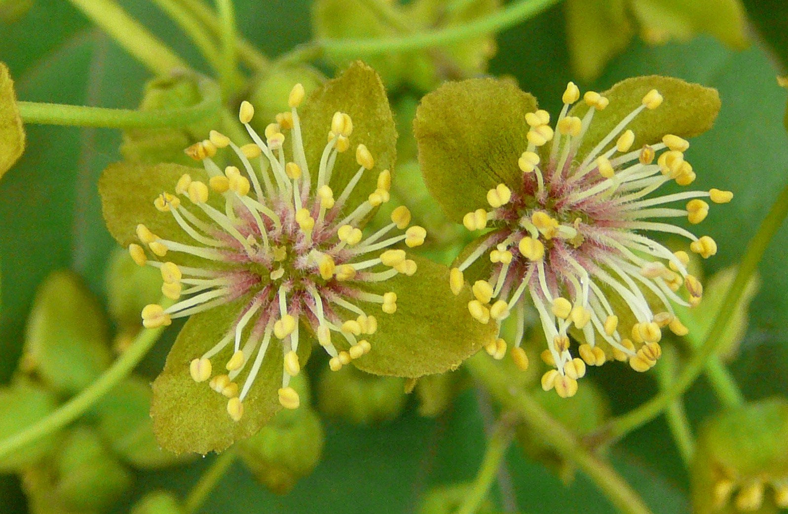 Flowers That Start with I Idesia