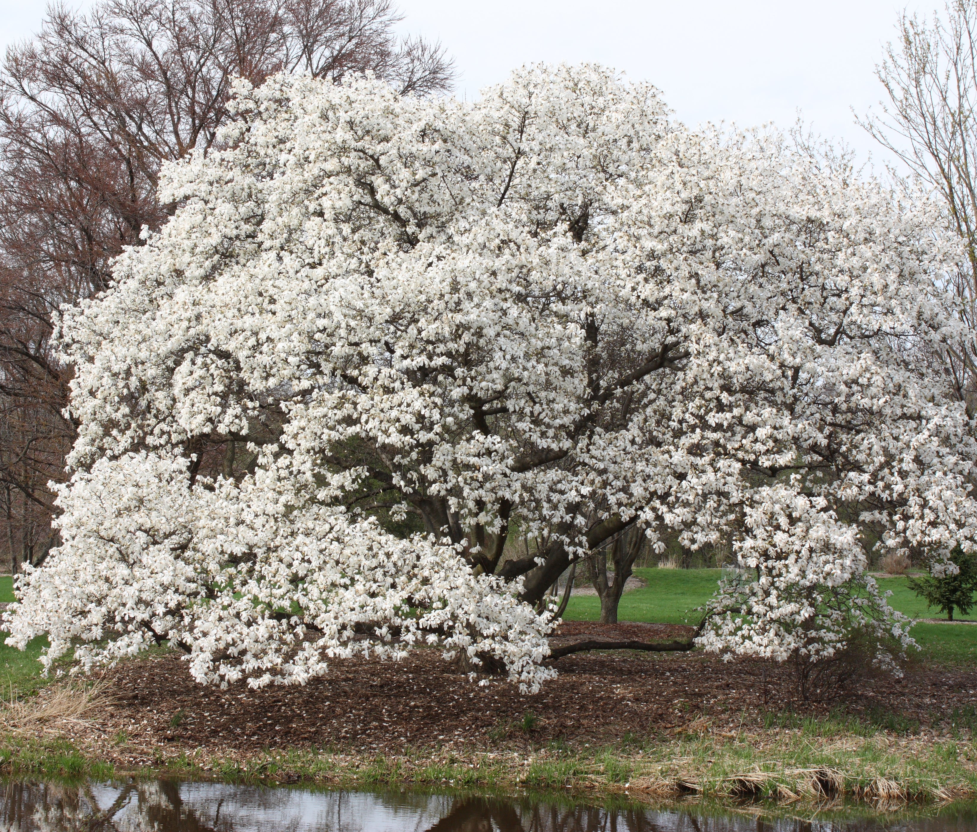 Kobus magnolia (Kobus Magnolia) Flowers That Start with K
