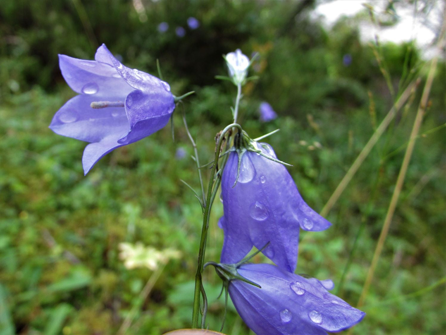 Flowers That Start With H Harebell