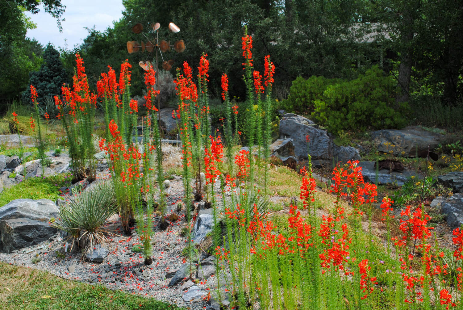 Ipomopsis (Standing Cypress) Flowers That Start with I