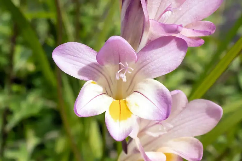 Flowers That Start with F Freesia