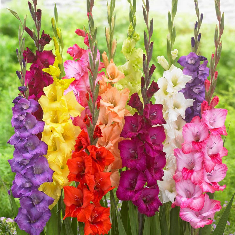 Flowers That Start with G Gladiolus