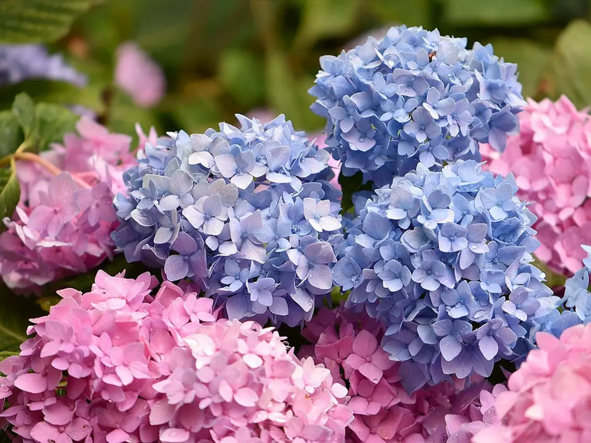 Flowers That Start With H Hydrangea