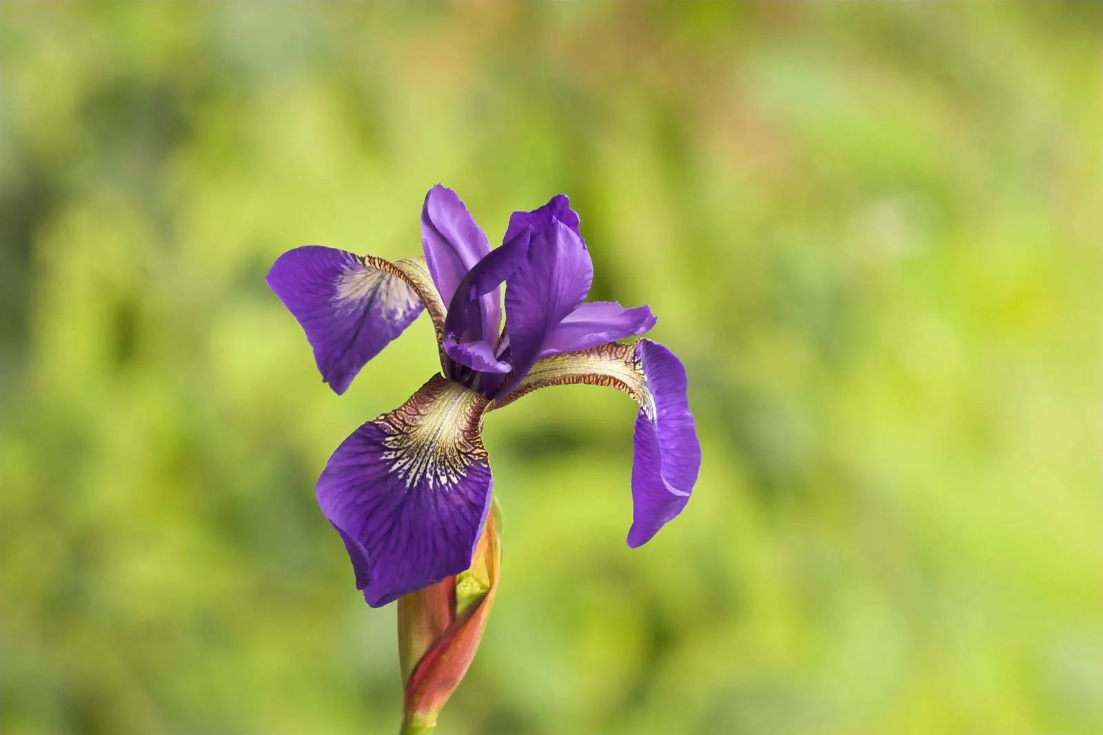 Flowers That Start with I Iris