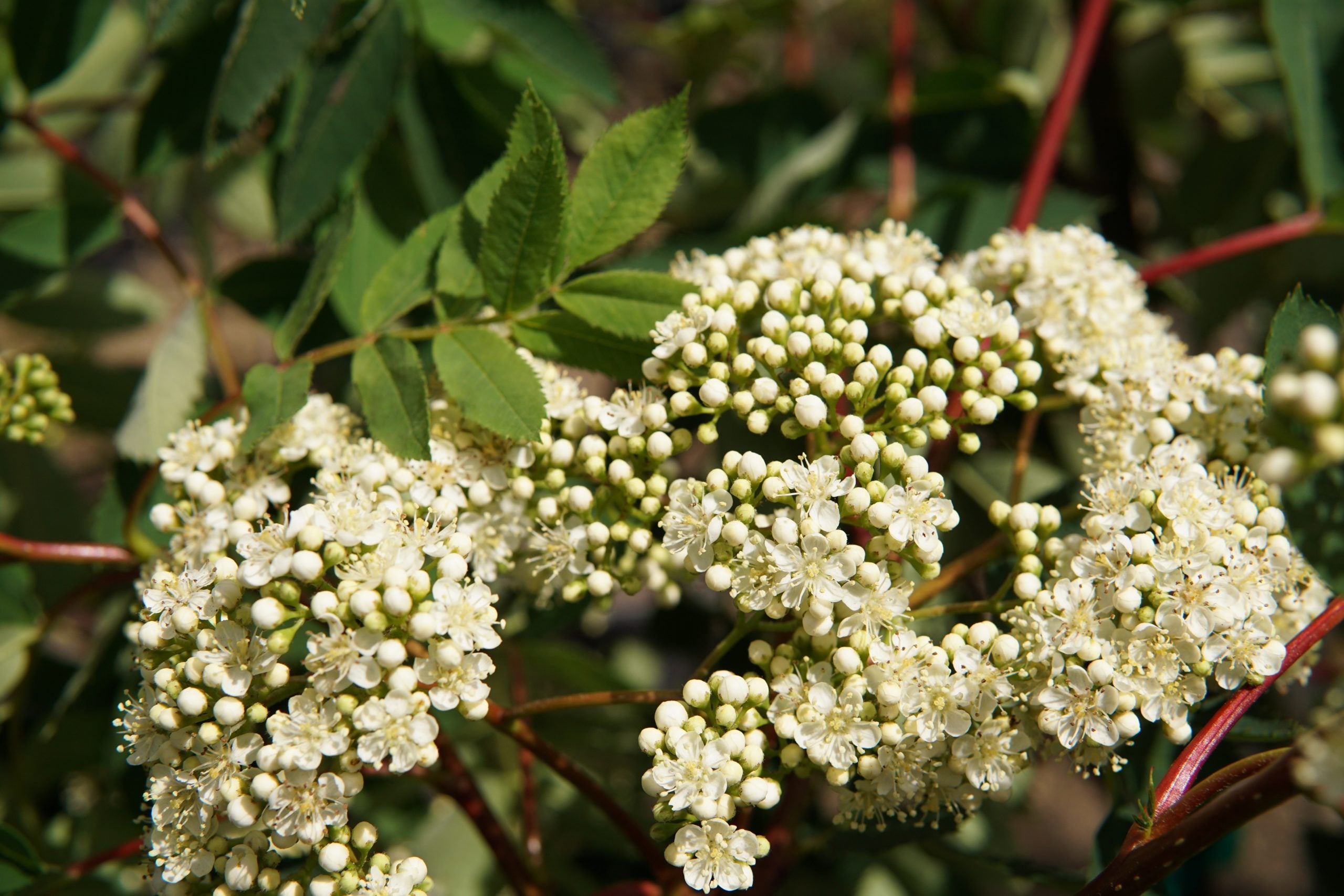 American Ash flowers that start with a