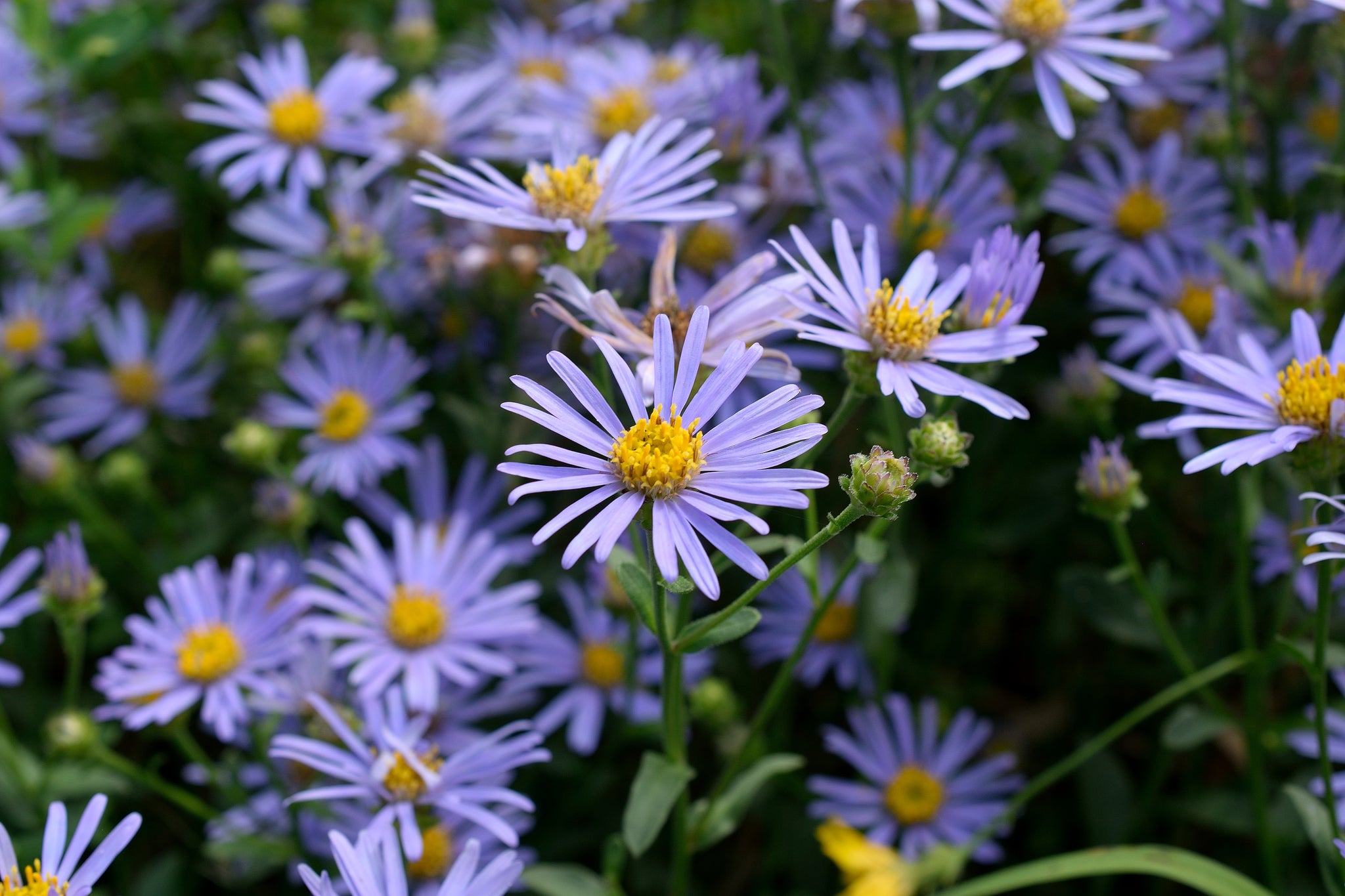 Italian Aster Flowers That Start with I