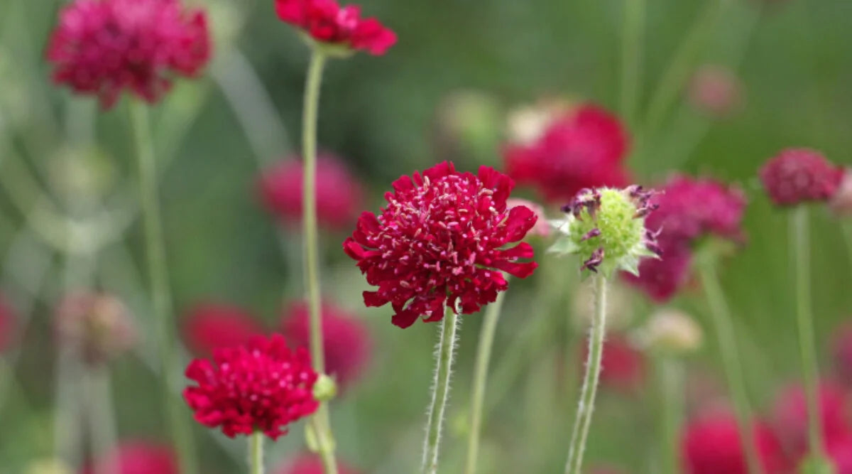 Flowers That Start with K Knautia macedonica (Macedonian Scabious)