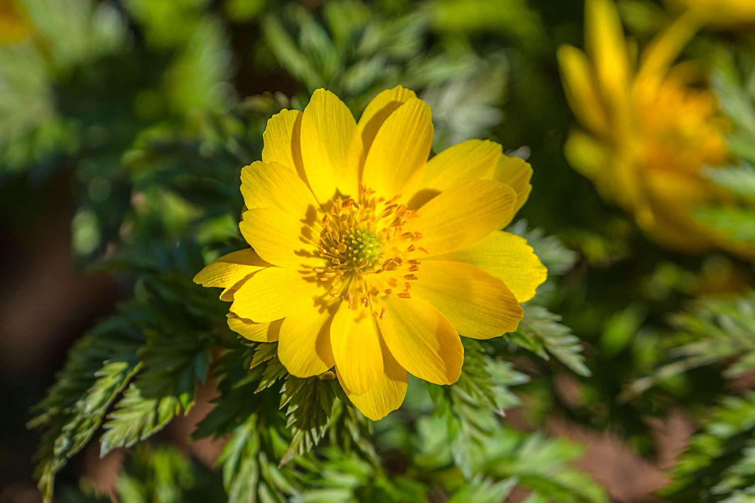 Amur Adonis flowers that start with a