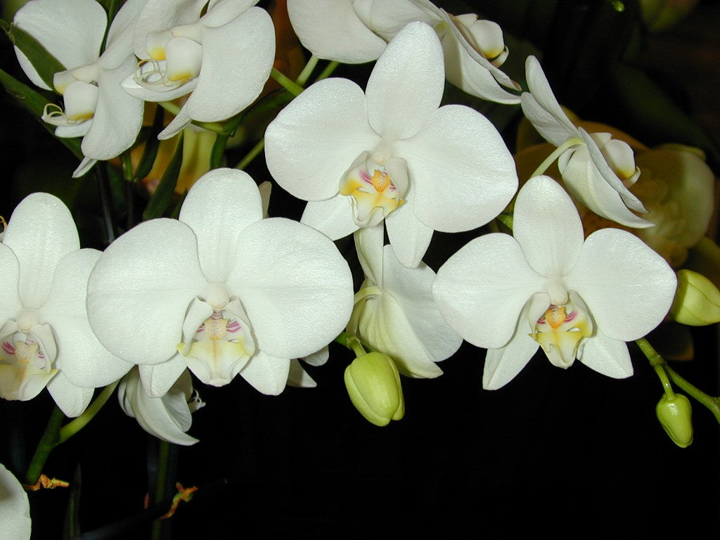 phalaenopsis aphrodite