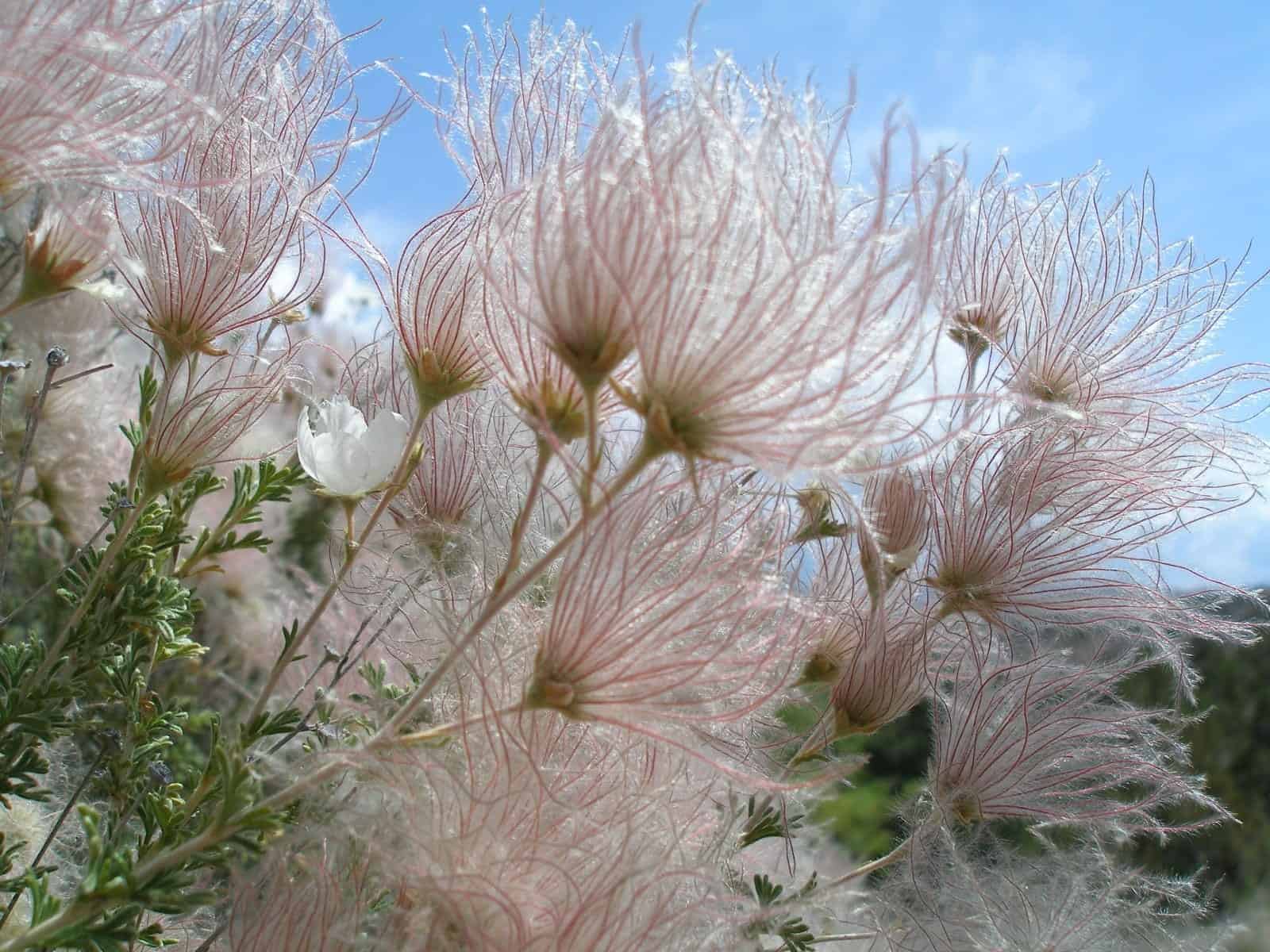 flowers that start with a Apache Plume