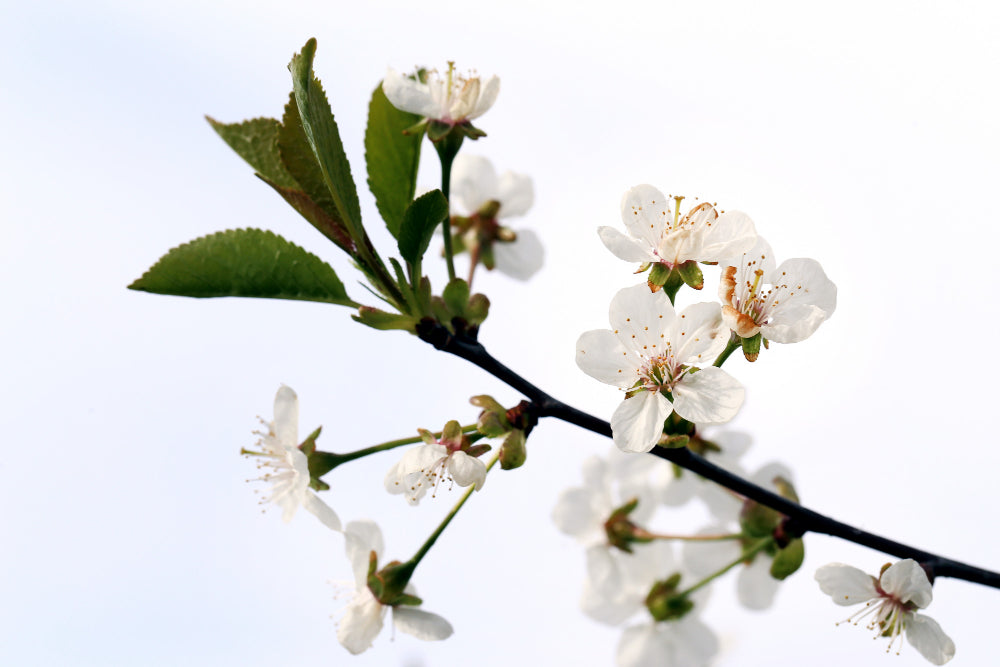 flowers that start with a Apple Blossom
