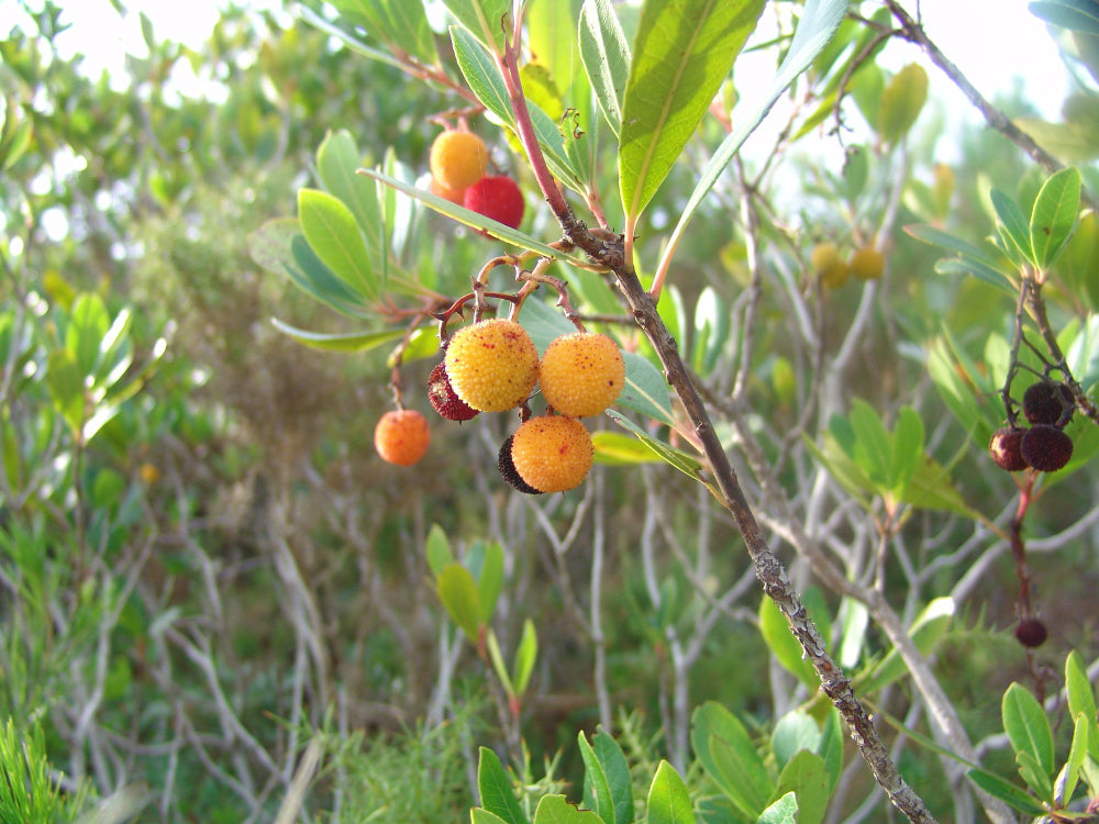 Arbutus flowers that start with a