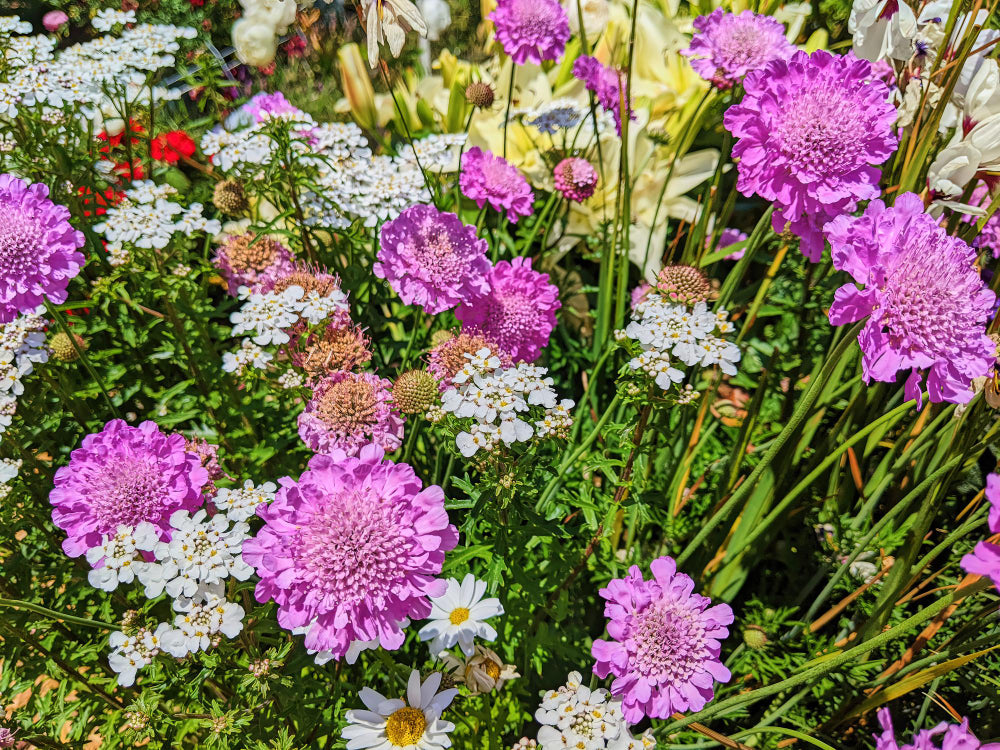 Achillea  flowers that start with a