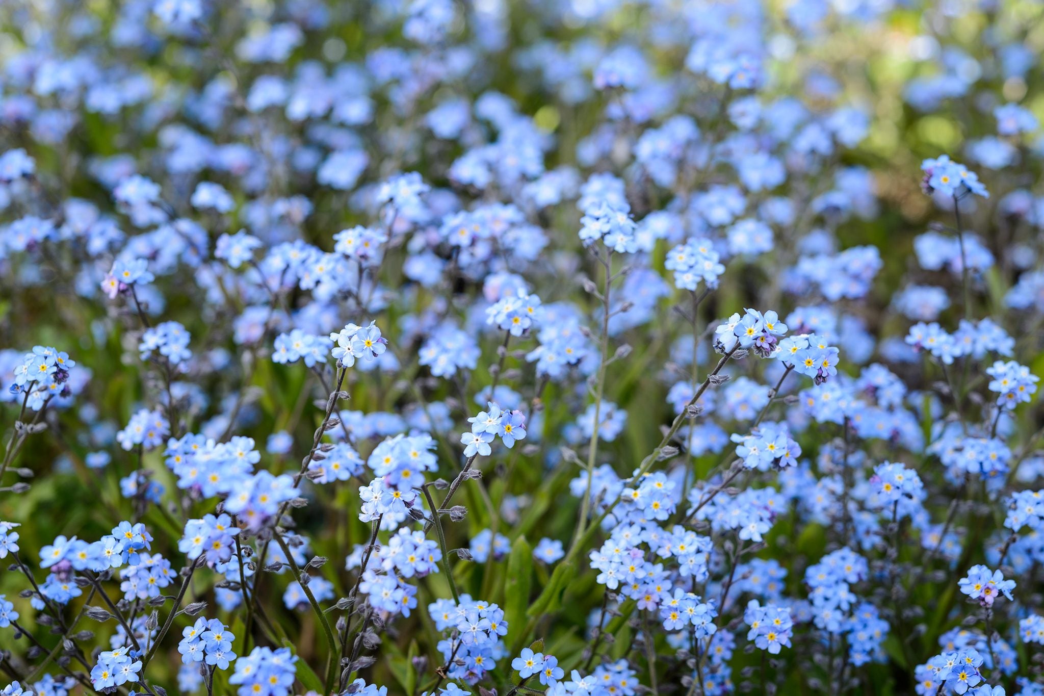 Forget-me-not Flowers That Start with F