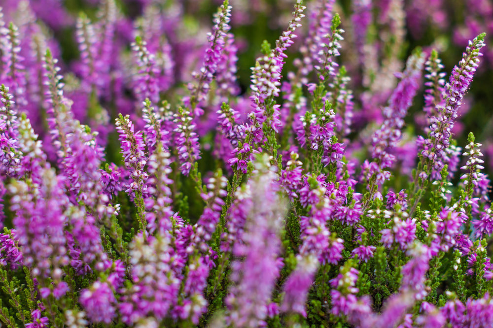 Heather Flowers That Start With H