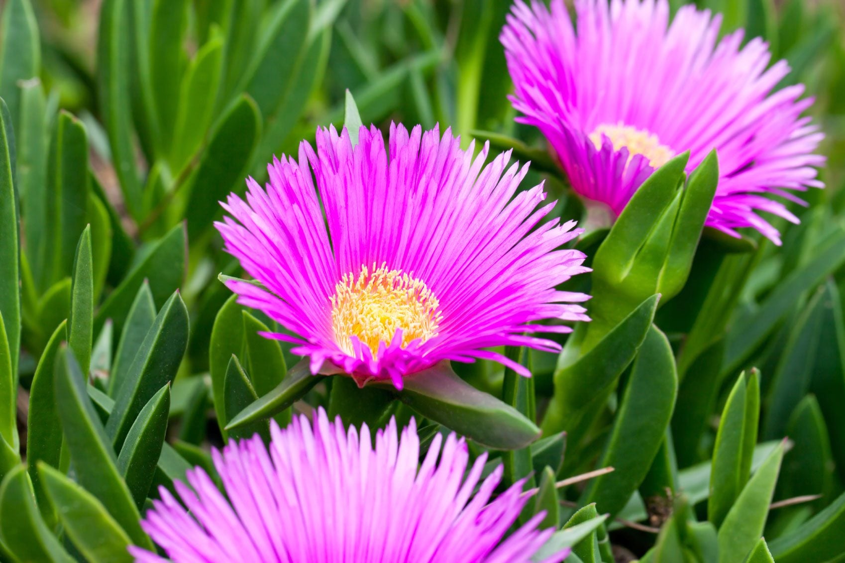 Ice Plant Flowers That Start with I