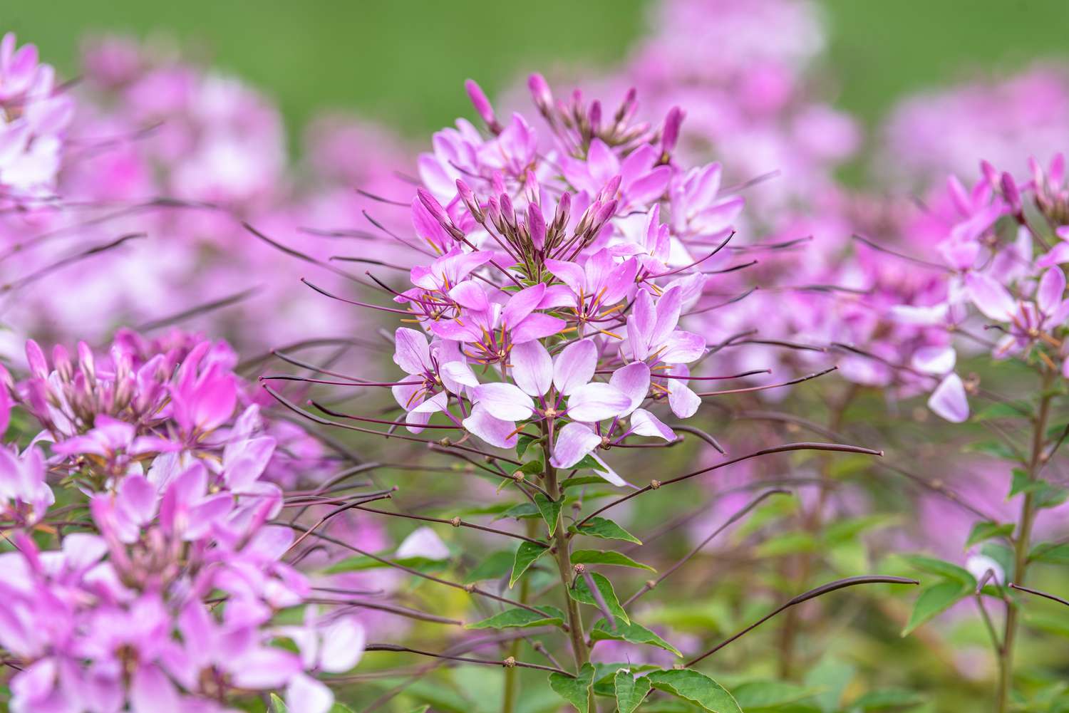 Flowers that Start with S Spider Flower (Cleome)