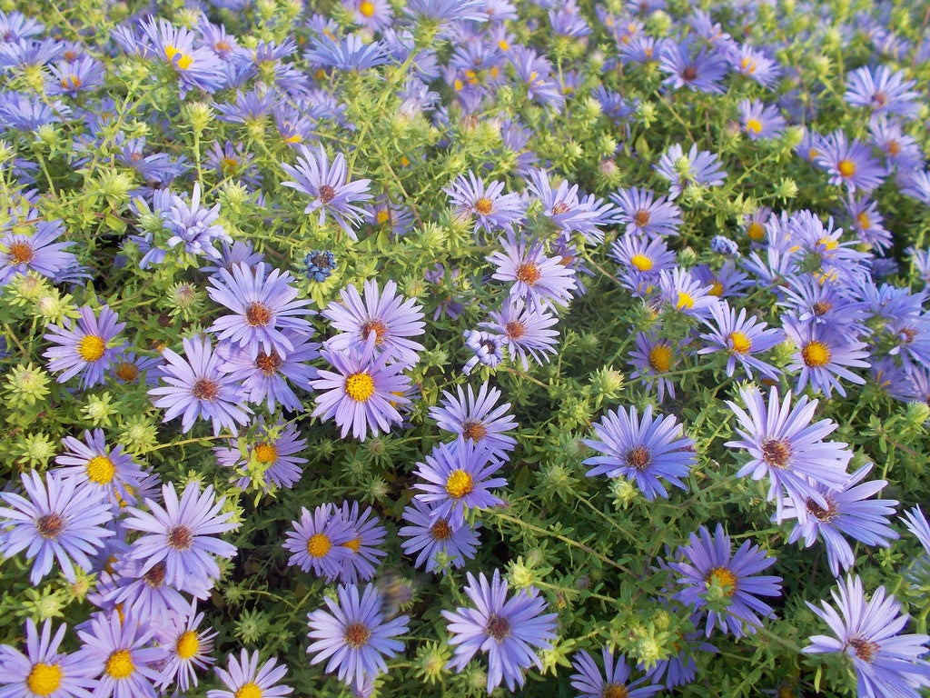 Aromatic Aster flowers that start with a