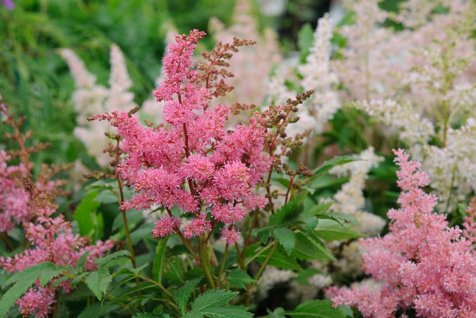 Astilbe Flowers flowers that start with a