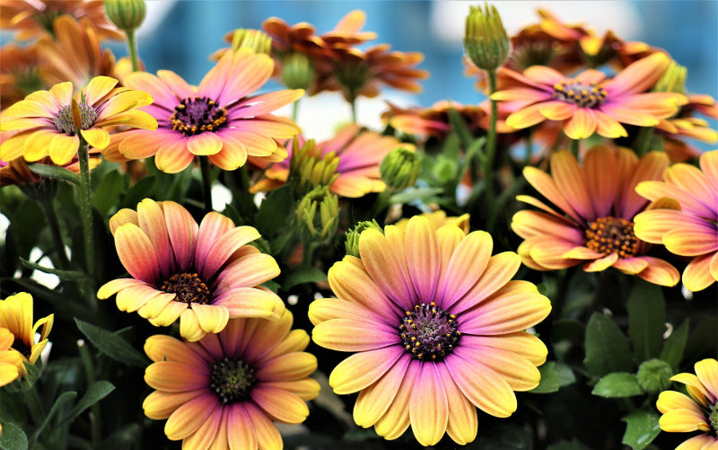 flowers that start with a  African Daisy