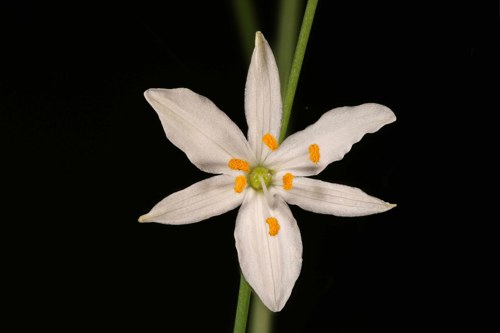 flowers that start with a Anthericum
