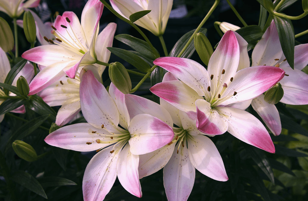 Pink Lily Flower Meaning